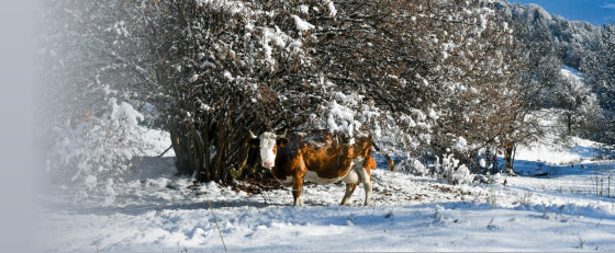 During Cold Weather Calving, You Need Save Me Ears!