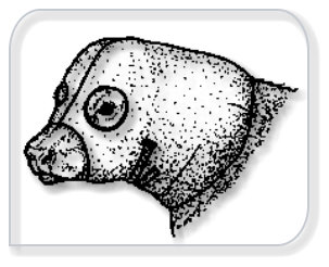 "Save Me Ears" newborn cold weather calf ear protection