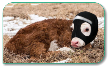 Save Me Ears, Newborn Calf Ears Hood with reflective stripe