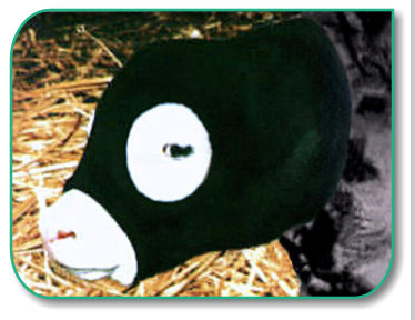 Save Me Ears, long lasting calf ear protection in cold freezing weather